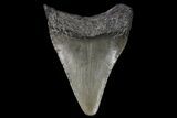 Juvenile Megalodon Tooth - Georgia #99117-1